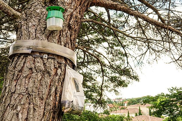 Chenilles processionnaires